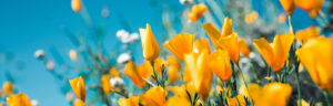 Frühlingsblumen Wiese