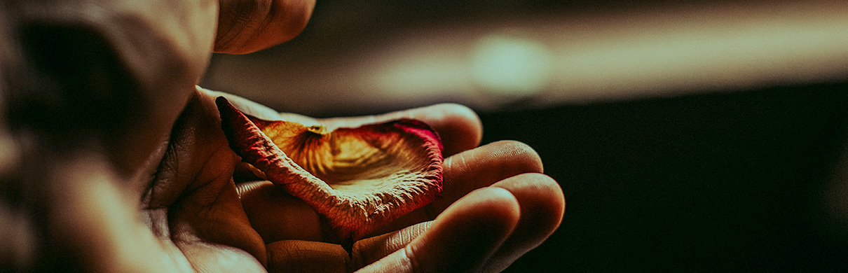 Blume in Hand